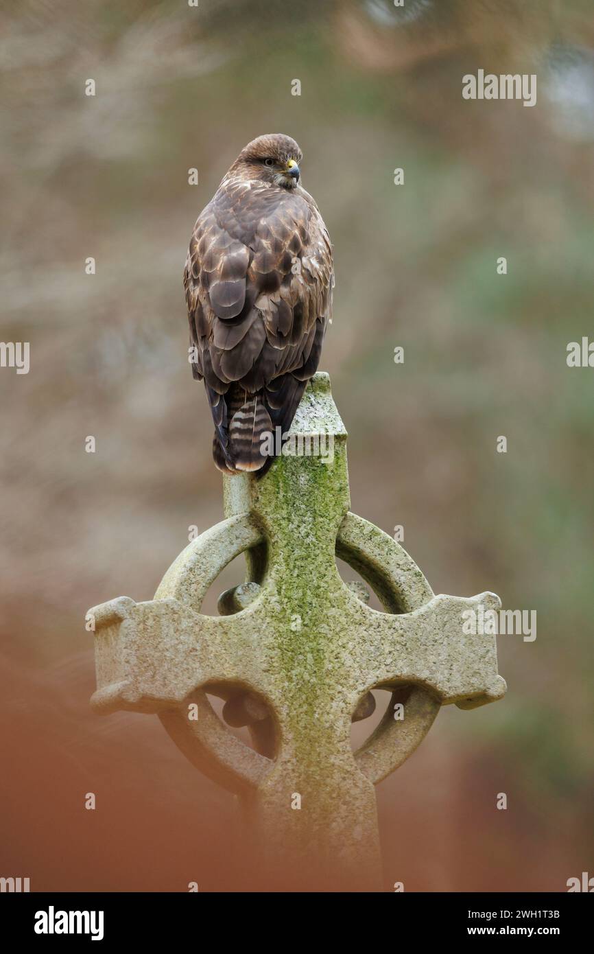 Buzzard arroccato su lapide nel cimitero Foto Stock