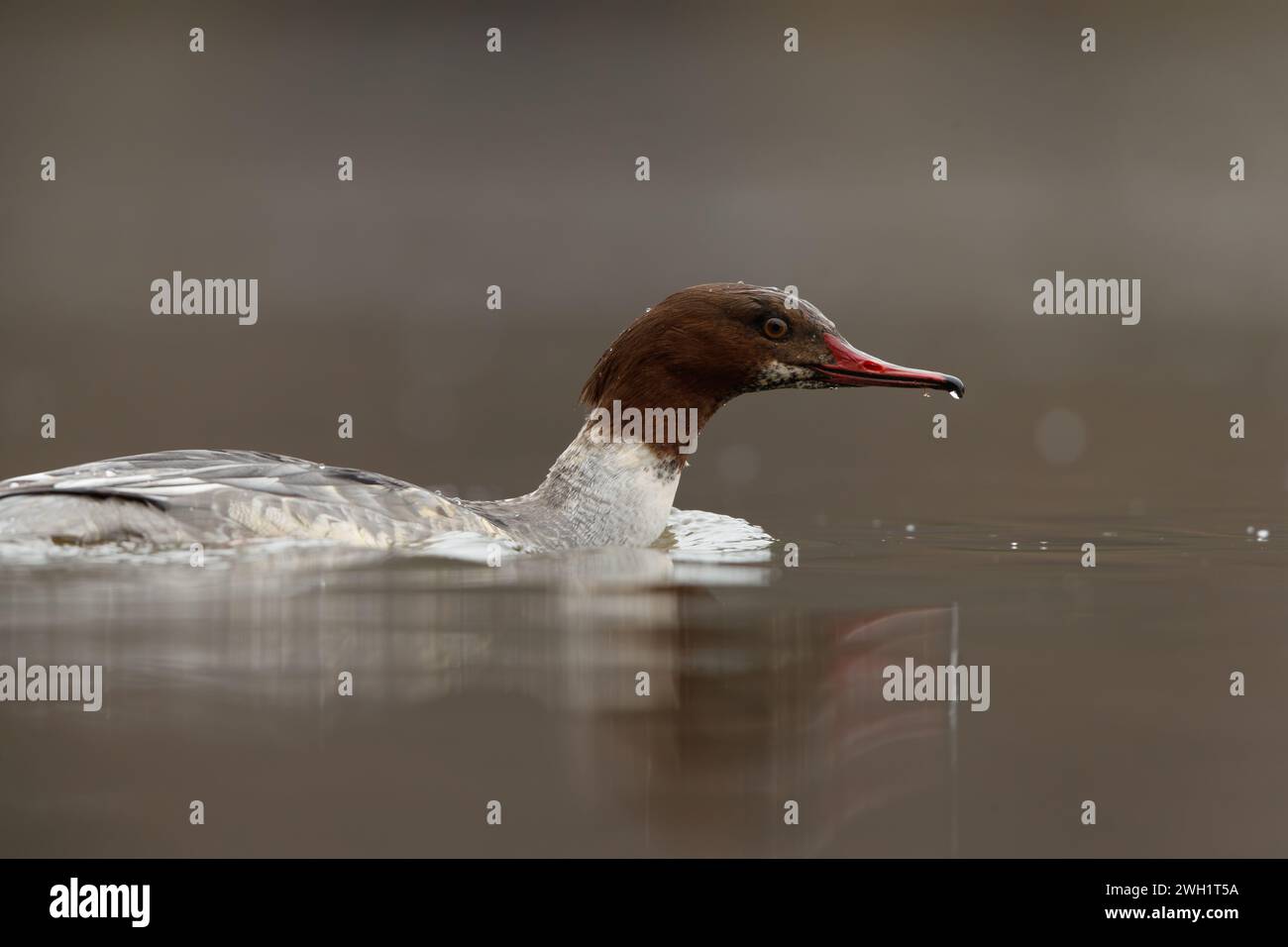 Femmina di Goosander che nuota sul lago inglese (Regno Unito) Foto Stock