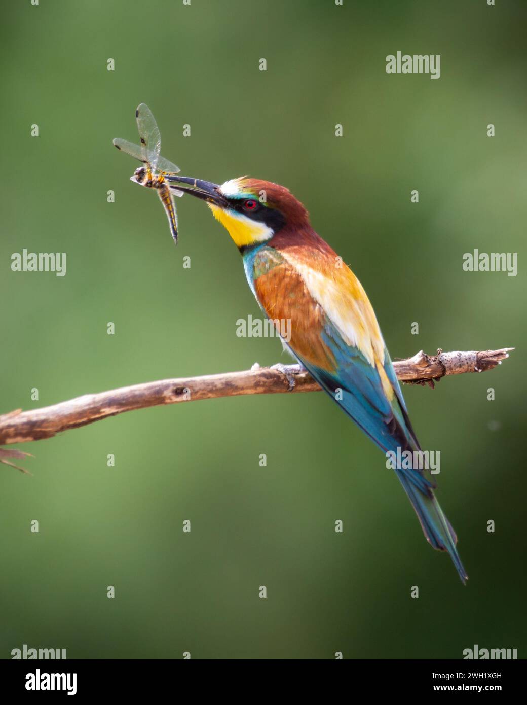 European Bee-Eater (Merops apiaster) arroccato sul ramo vicino alla colonia di riproduzione. La natura selvaggia della Polonia settentrionale - Europa Foto Stock