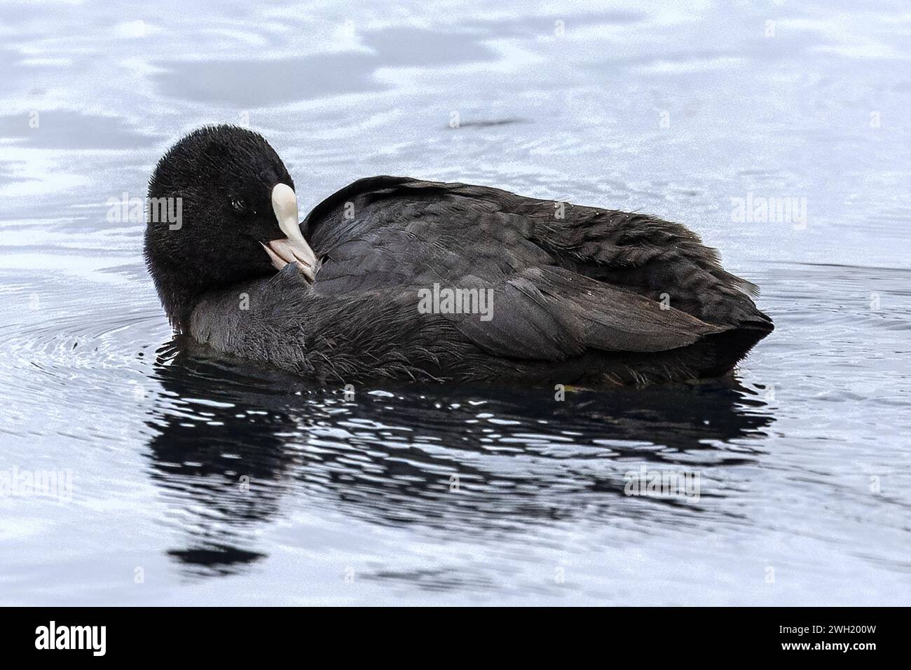 Coot, Blashford Lakes Nature Reserve, Hampshire, Regno Unito Foto Stock