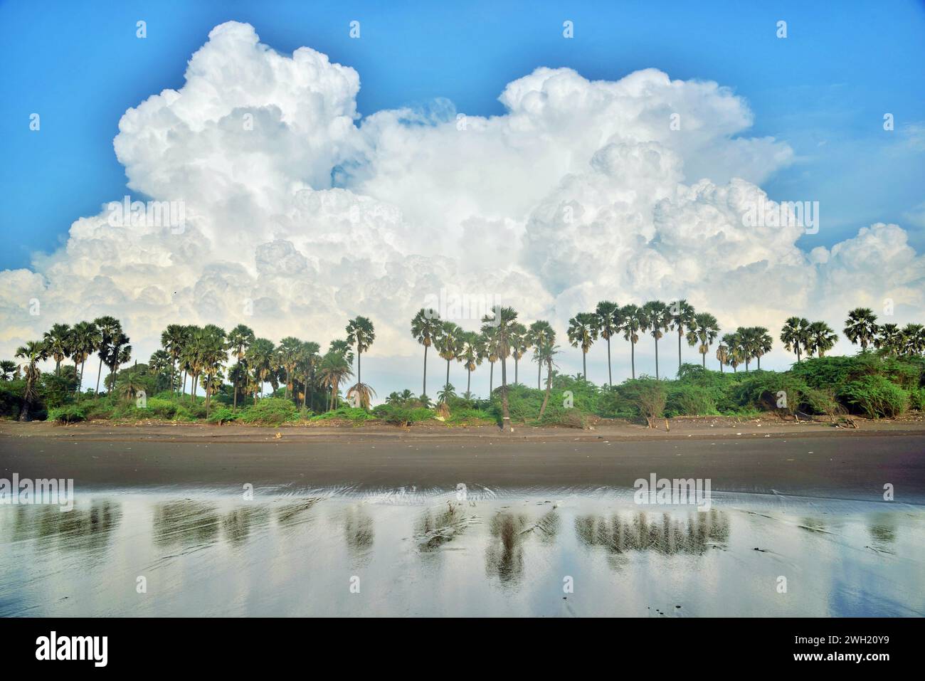Palm Trees Reflection, Bhagal Beach, Valsad, Gujarat, India, Asia Foto Stock
