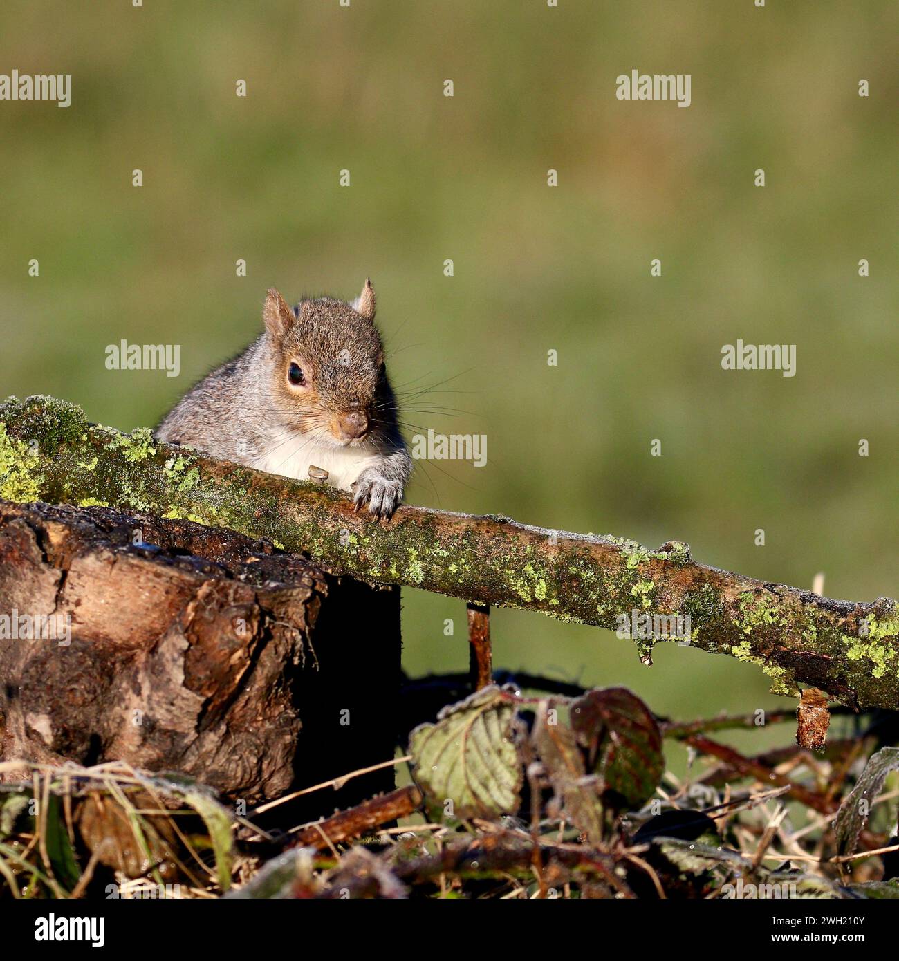 Scoiattolo grigio (Sciurus carolinensis) Foto Stock
