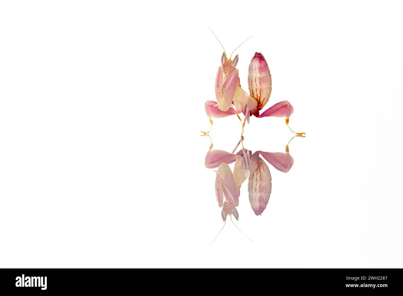 Orchid Mantis su un'Orchidea Rosa Foto Stock