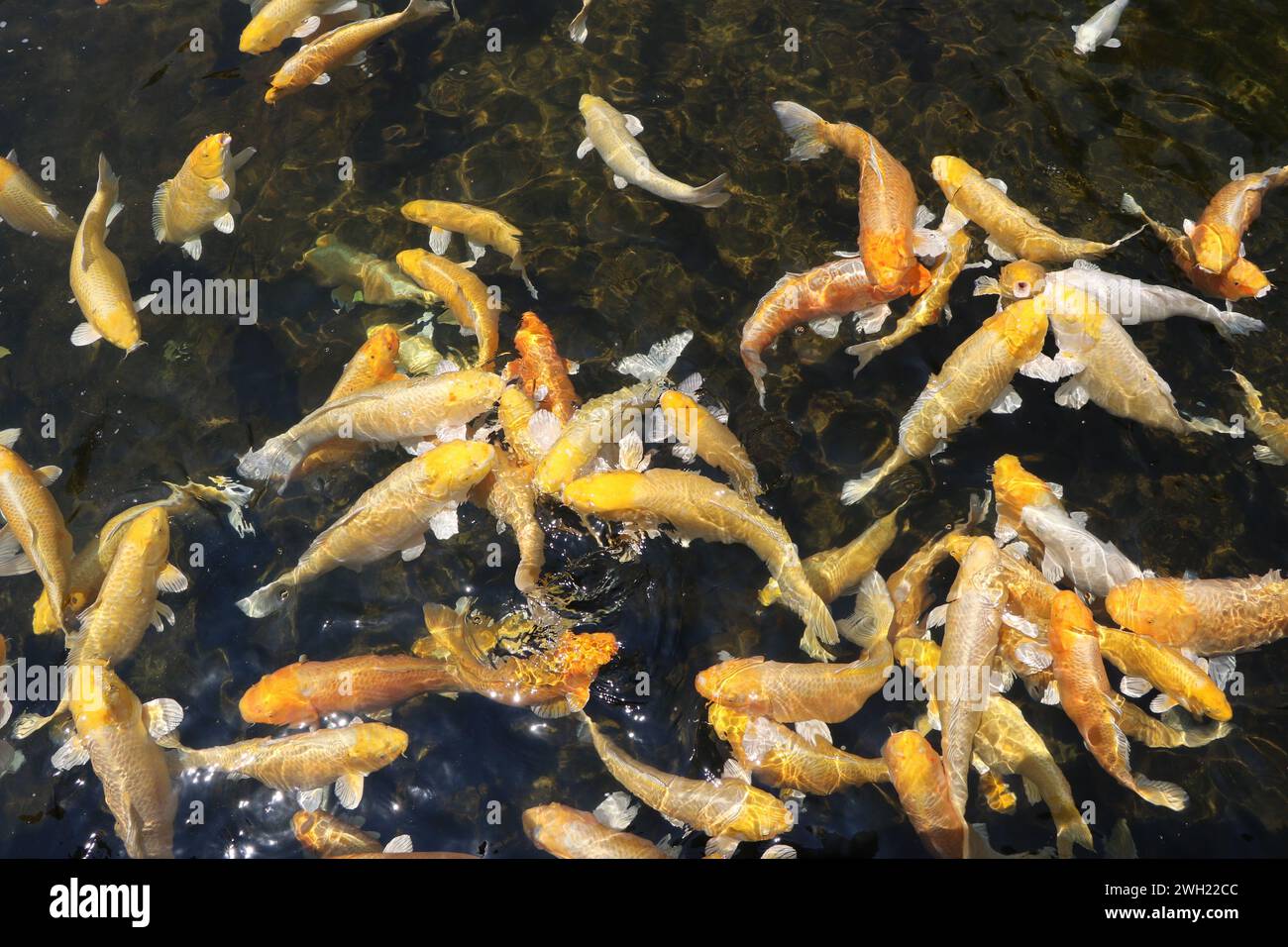 Laghetto di Koi sull'isola di Jeju, Corea del Sud Foto Stock