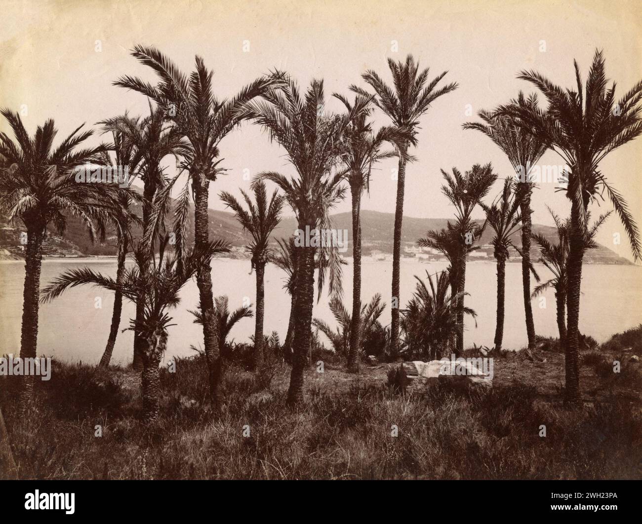 Gruppo di palme Scheffel con vista sulla baia di Ospedaletti, Italia 1890 Foto Stock