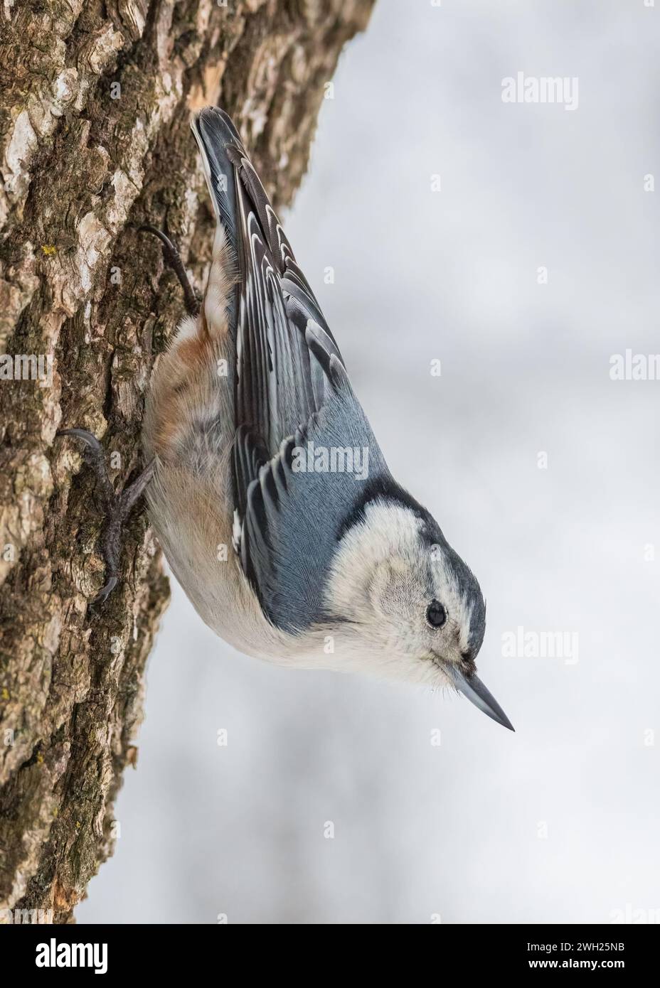 Primo piano di un uccello Nuthatch dal petto bianco che scende dal tronco di un albero in inverno Foto Stock