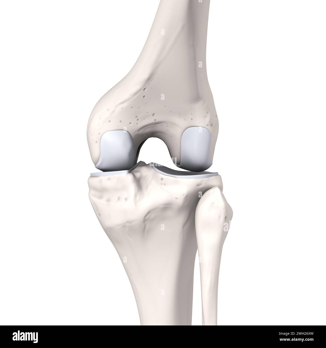 Illustrazione 3D che mostra le ossa e la cartilagine di un'articolazione del ginocchio. Vista laterale. Etichettato. Foto Stock