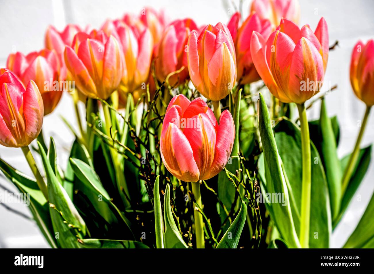 Mazzo colorato di tulipani; Bunter Tulpenstraß Foto Stock