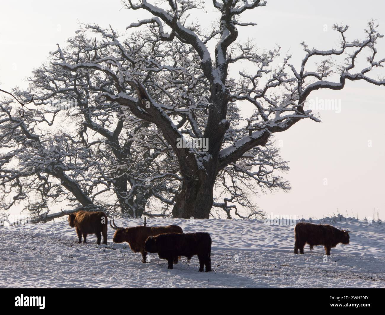 bestiame delle highland in inverno Foto Stock