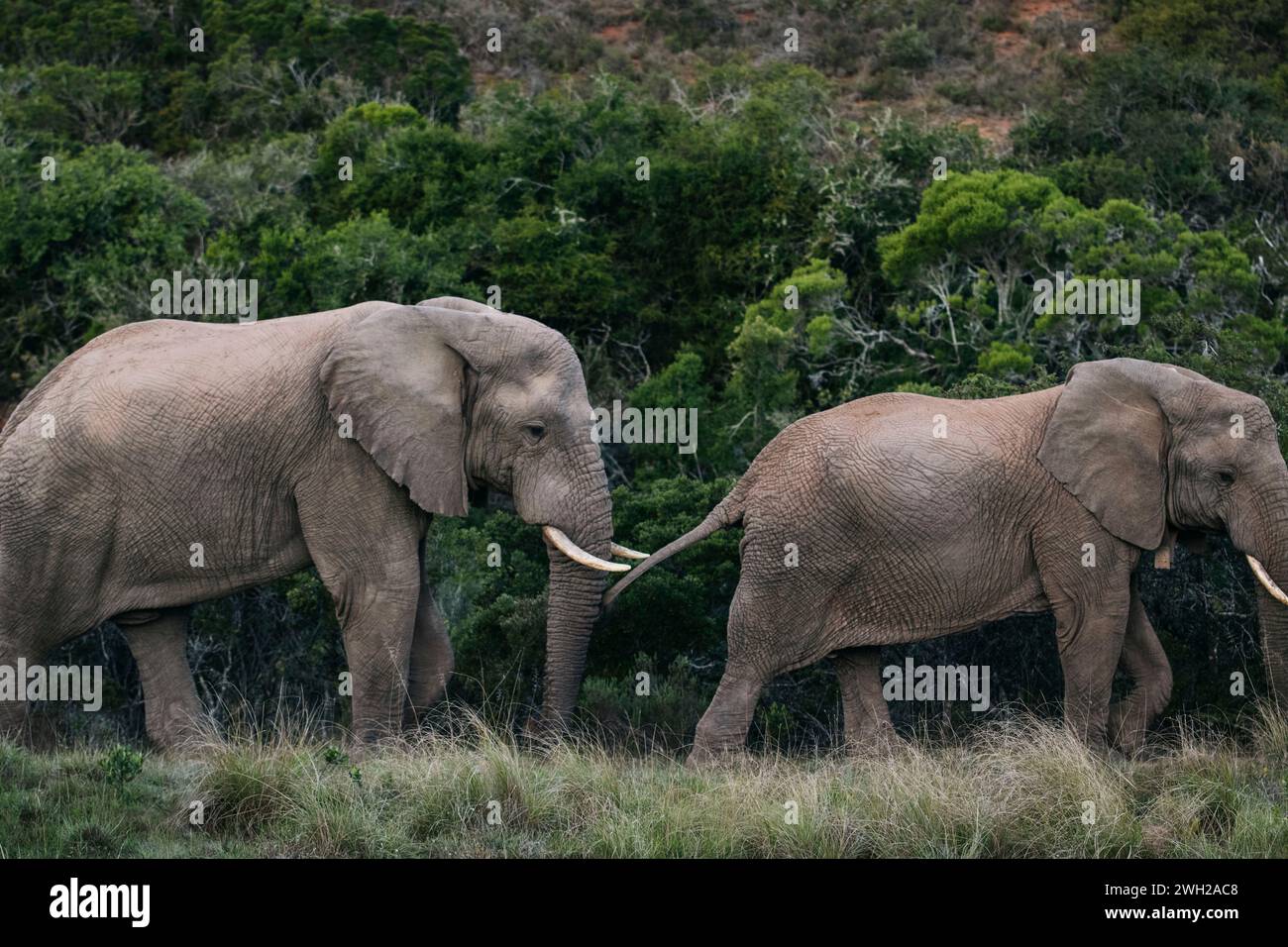 Due maestosi elefanti in armonia in Sud Africa Foto Stock