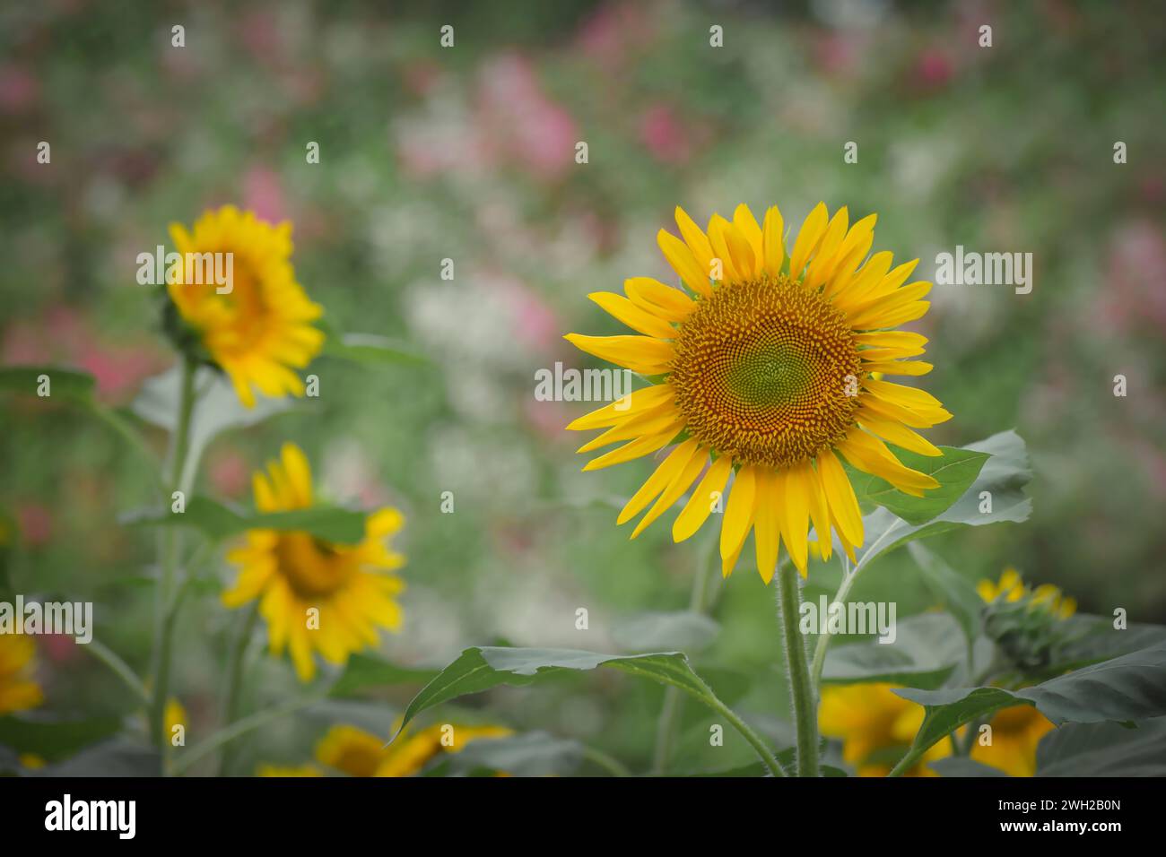 3 tre girasole in crescita vedere direttamente la fotocamera con sfondo sfocato Foto Stock