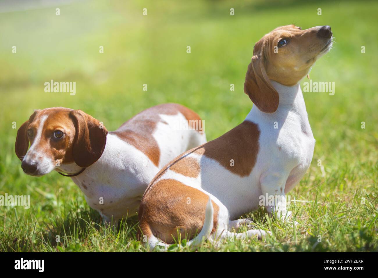 Due graziosi campi da golf camminano sul prato verde. Un cane che fa una passeggiata in estate. Foto Stock