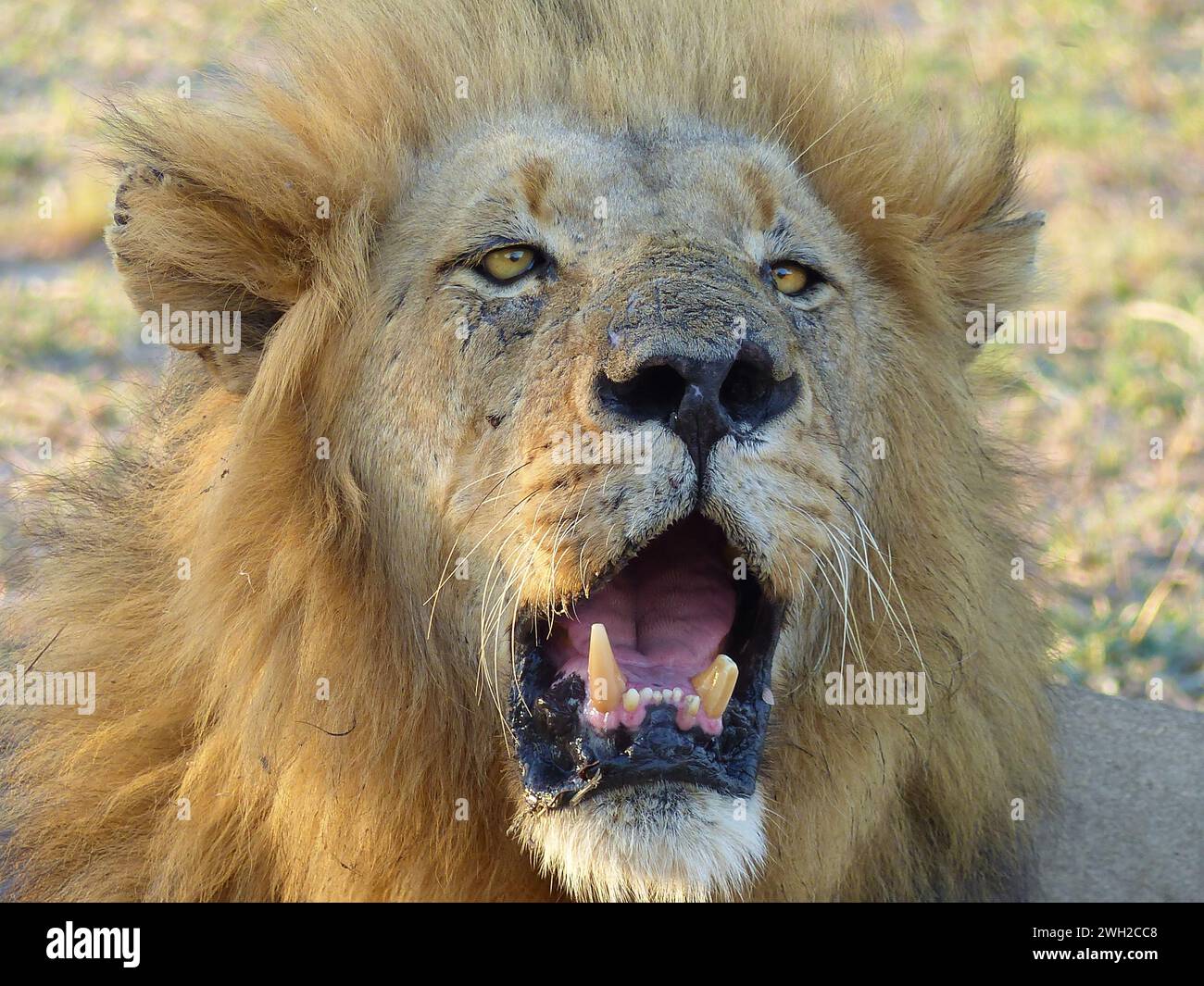 La bocca del leone maschile senior ruggito in Sud Africa Foto Stock