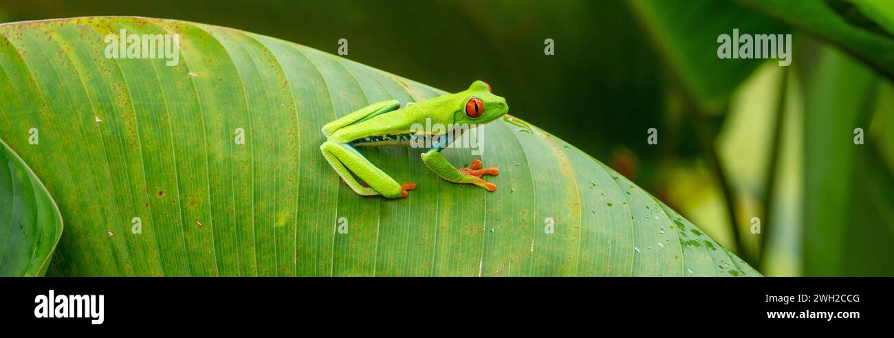 Panorama della rana dagli occhi rossi su una foglia nella foresta pluviale costaricana, Costa Rica, America centrale, intestazione banner web panoramico Foto Stock