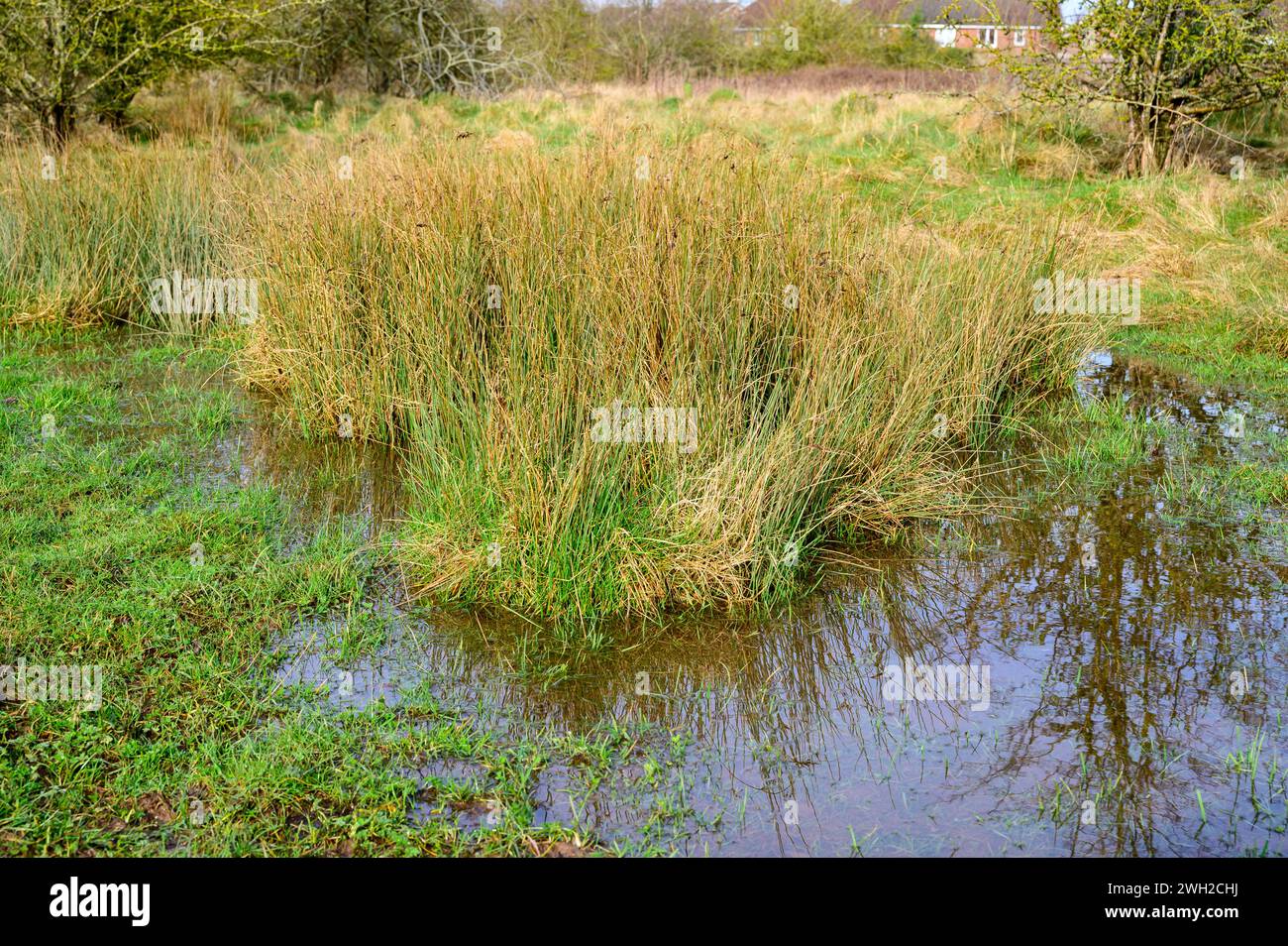 Erba paludosa in una pozza d'acqua in un campo vicino a un'area urbana. Foto Stock