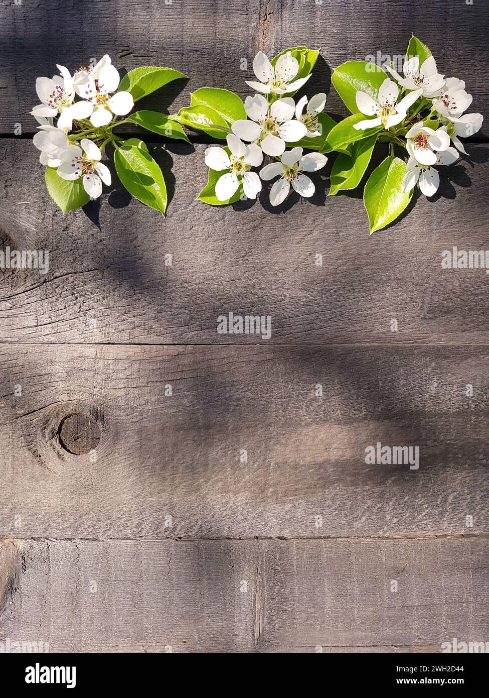 Fiori di pere su un vecchio sfondo di legno. posto vuoto per un'iscrizione Foto Stock