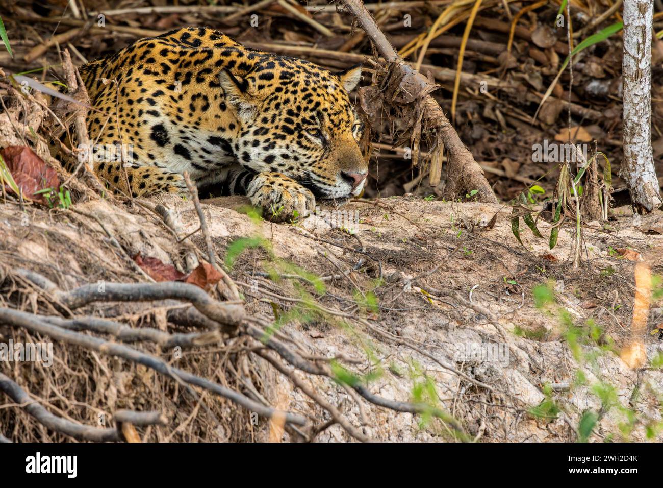 Jaguar adagiata su una riva del fiume, paludi brasiliane, Pantanal, Brasile Foto Stock