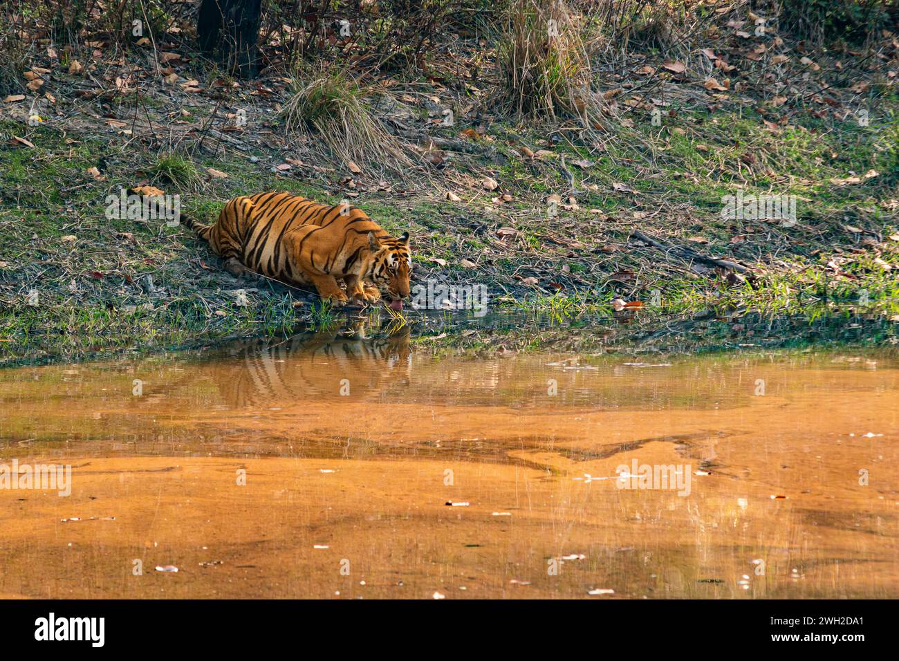 Bengala o Tigre indiana che beve in un pozzo d'acqua nella regione indiana del Madhya Pradesh Foto Stock
