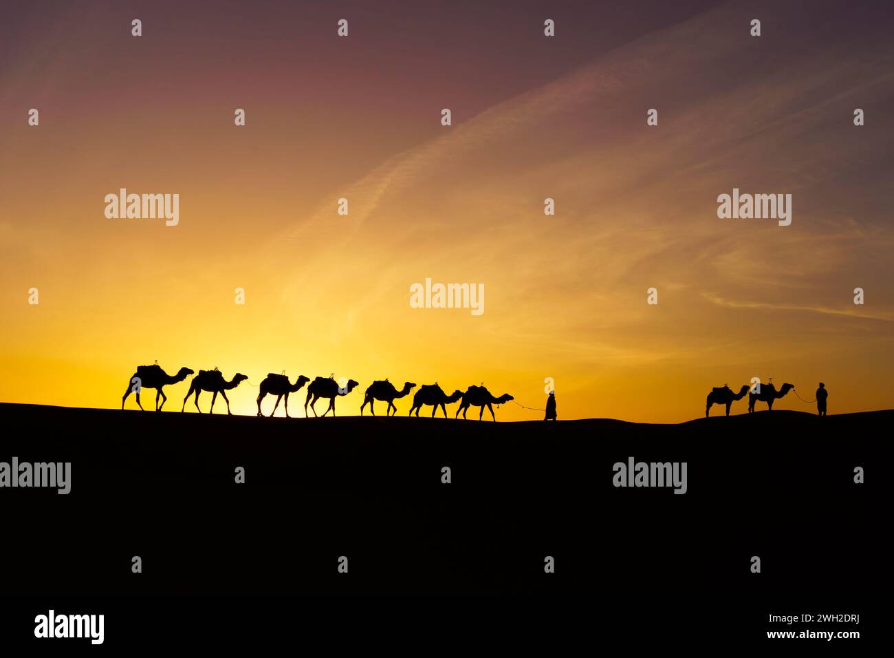 Alba silhouette di cammelli e gestore, nelle dune di sabbia di Merzouga, il deserto del Sahara, Marocco Foto Stock