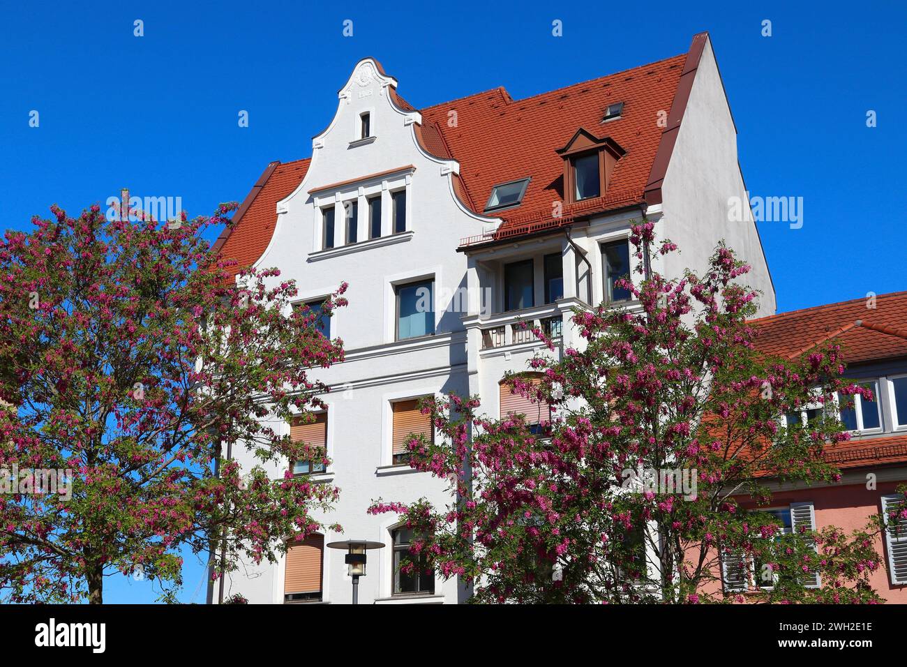 Città di Erlangen in Germania (regione della Franconia media). Vegetazione comunale - fioritura di robe o alberi di rosa-acacia (Robinia hispida). Foto Stock