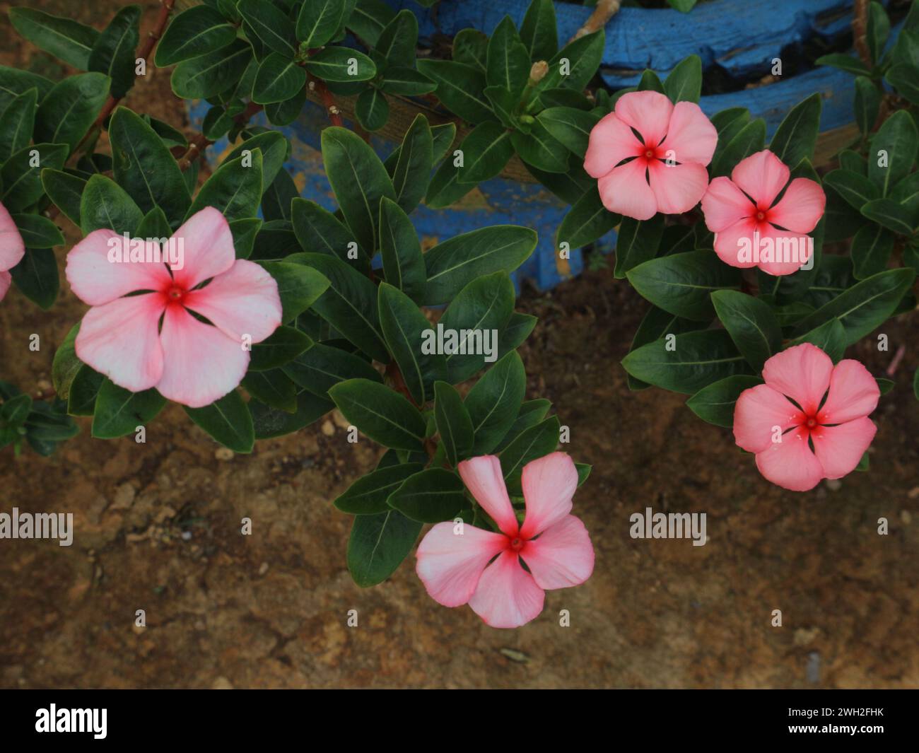 Catharanthus roseus di colore rosa, fiori molto luminosi Foto Stock