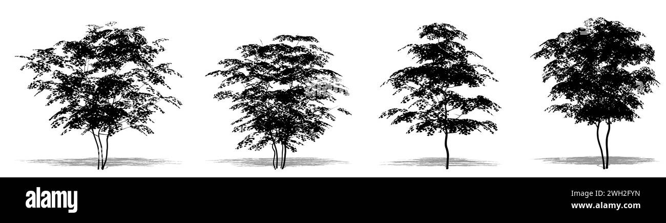 Impostare o raccogliere alberi di acero campo come silhouette nera su sfondo bianco. Illustrazione concettuale o concettuale 3D per natura, pianeta, ecologia Foto Stock