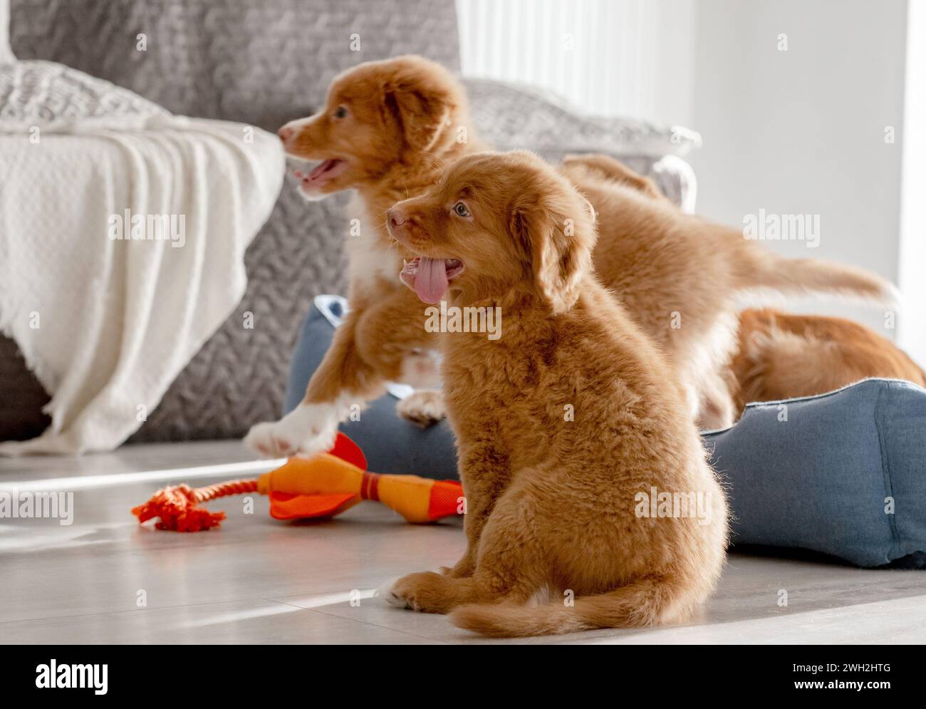 Toller Puppies Gioca con Un Bright Toy Duck in A Room, mostrando la natura giocosa della razza Retriever Tolling Duck della nuova Scozia Foto Stock