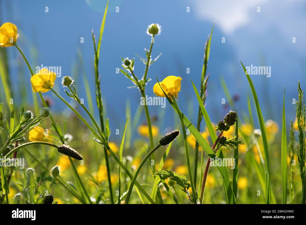 Buttercup, fiori di prato giallo contro il cielo chiaro e scuro Foto Stock