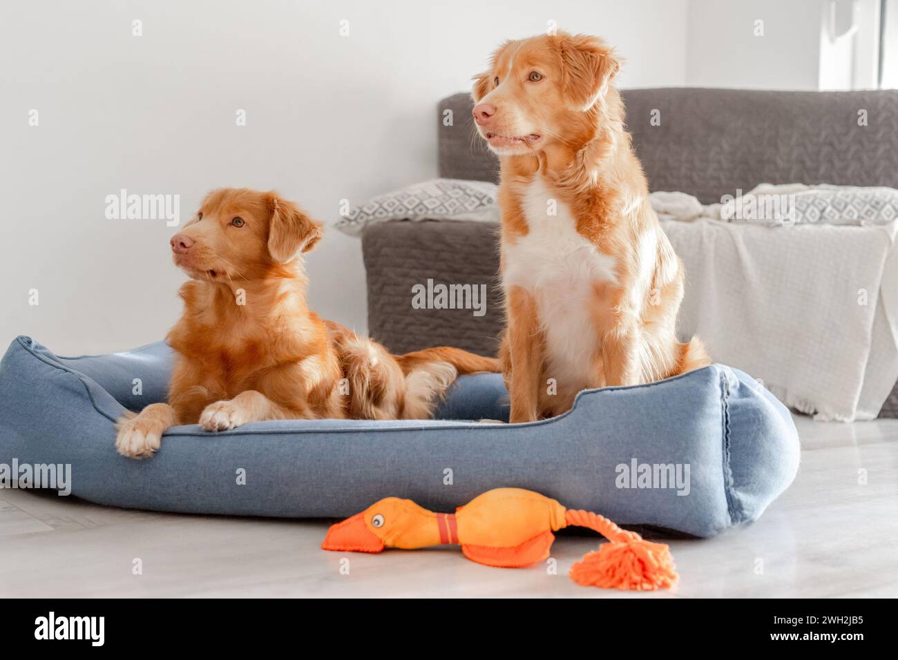 Due Retrievers per il tolling Duck della nuova Scozia riposano comodamente in Un letto per cani blu Foto Stock