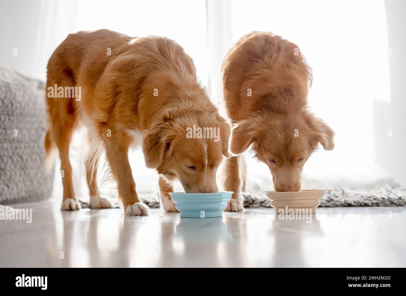 Due cani da recupero della nuova Scozia bevono da Bowls at Home Foto Stock