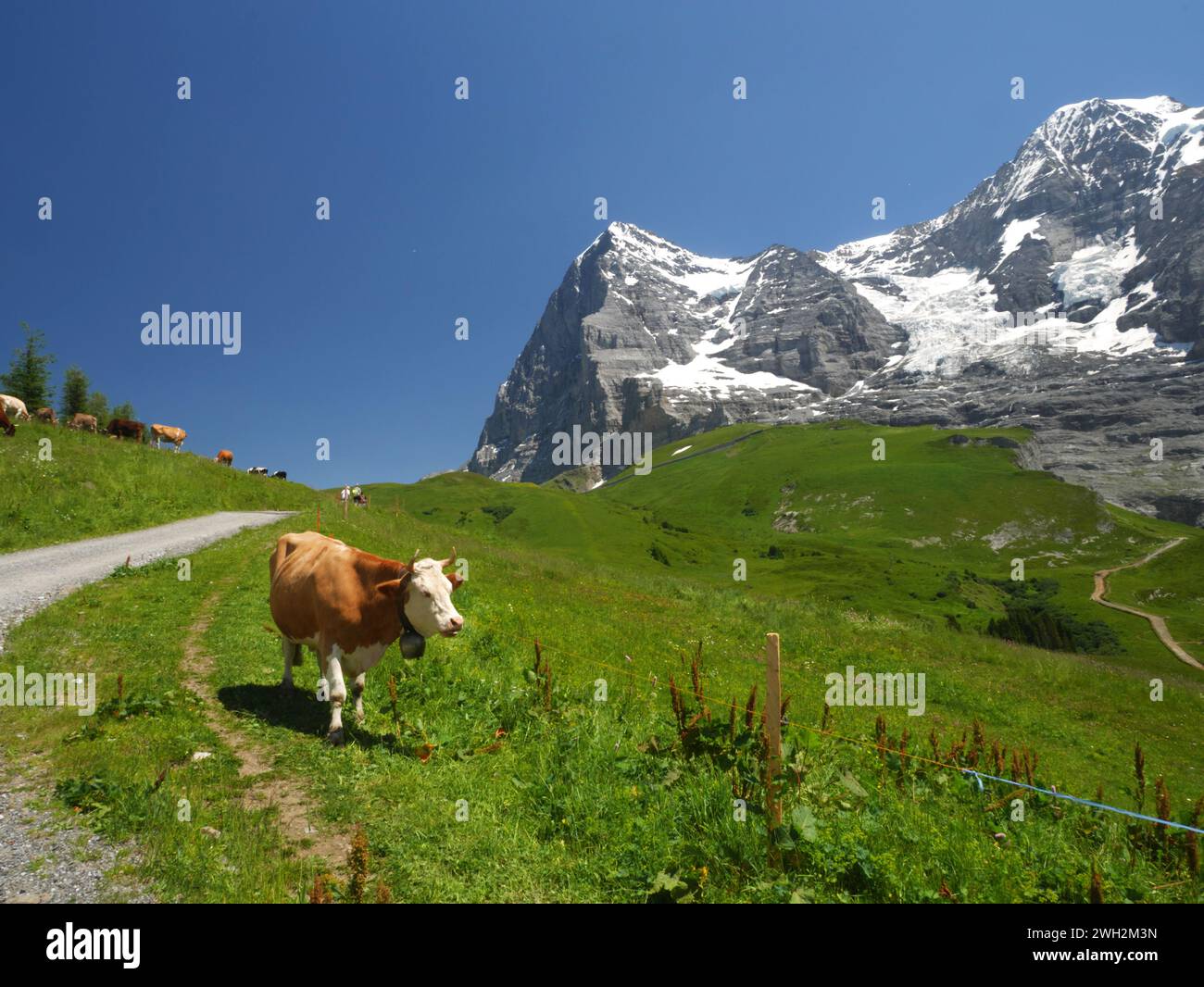 I monti Eiger e Monch dominano questa vista del sentiero che va da Kleine Scheidegg a Wengen, Oberland Bernese, Svizzera. Foto Stock