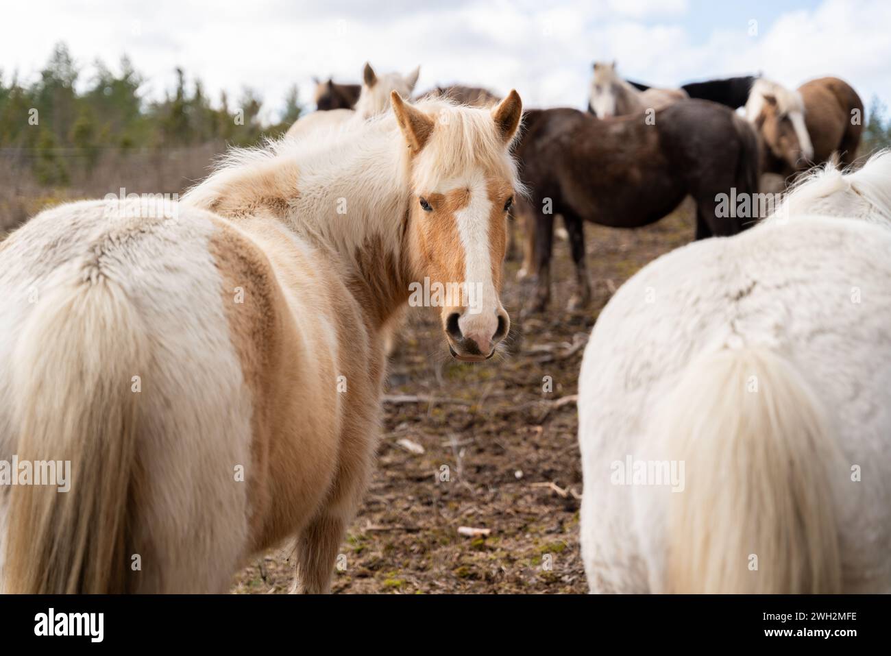 Cavalli nativi estoni (Estone Klepper) in piedi nel prato costiero. Una mandria di cavalli nel paesaggio. Messa a fuoco selettiva. Foto Stock