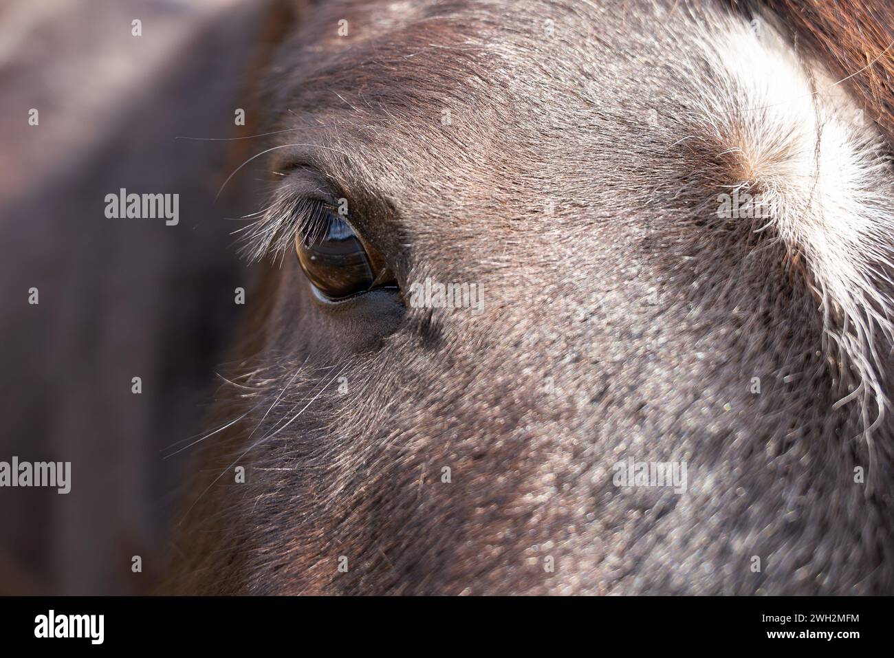 Primo piano dell'occhio buio. Ritratto di un cavallo scuro con un bagliore bianco. Foto Stock