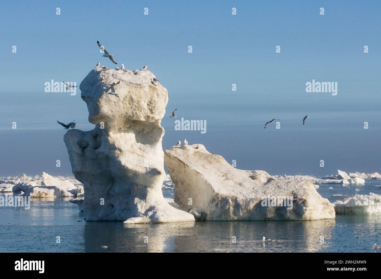 Gulls Larus brachyrhynchus a becco corto sull'iceberg in mezzo a un ghiaccio estivo nel Mare di Beaufort al largo della costa ANWR Alaska Foto Stock