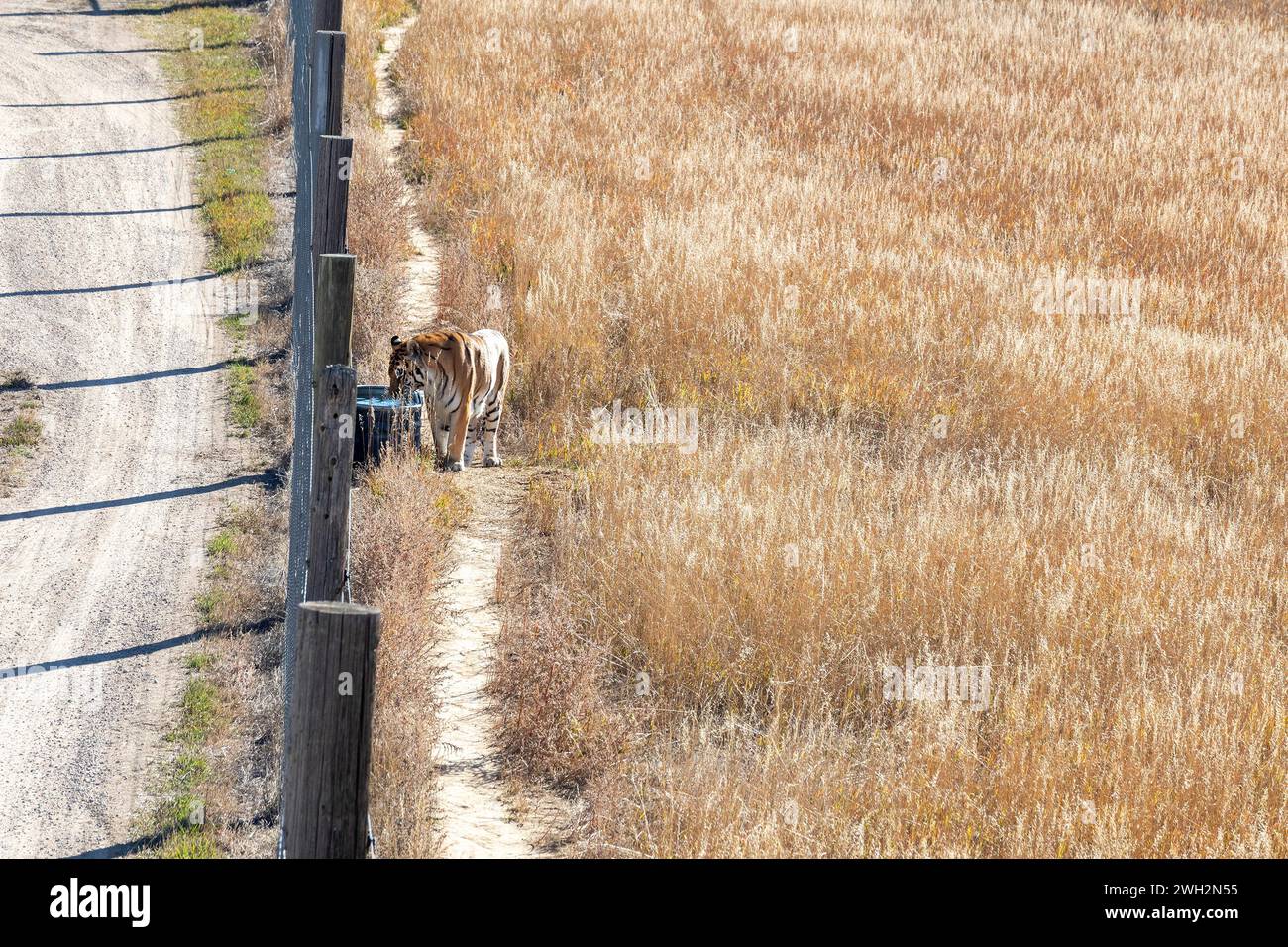Keenesburg, Colorado - Una tigre beve acqua al Wild Animal Sanctuary, un'organizzazione no-profit che salva animali che sono stati abusati o detenuti illegalmente. An Foto Stock