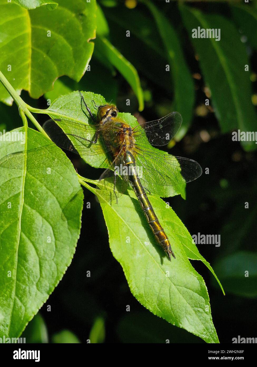 Dragonfly downy smeraldo (Cordulia aenea), riposante Foto Stock