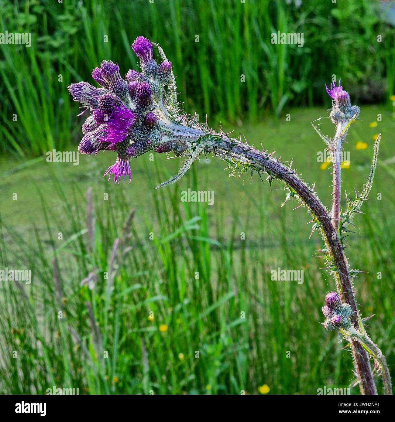 Boccioli e fiori di cardo palustre o cardo palustre europeo (circium palustre) Foto Stock