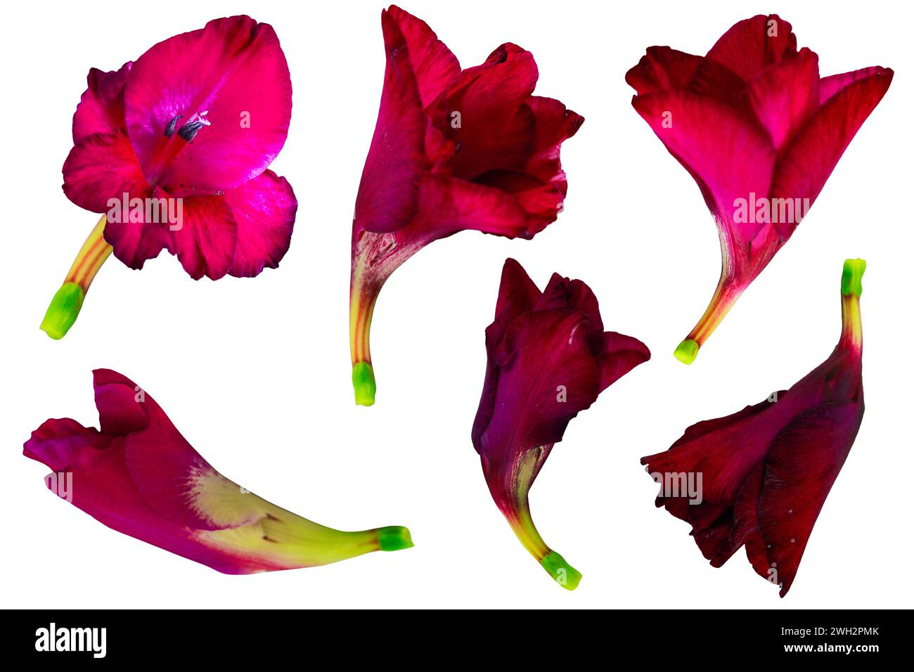 Fiore di gladiolus rosso scuro isolato su sfondo bianco, percorso di ritaglio incluso per una facile selezione Foto Stock