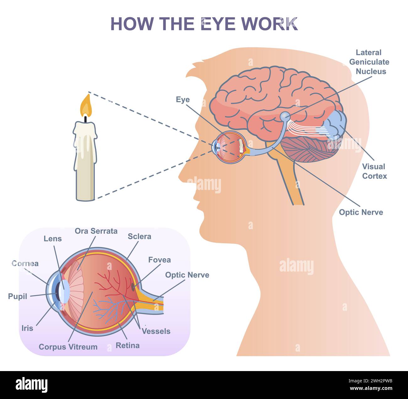 Diagramma vettoriale medico del lavoro oculare Illustrazione Vettoriale