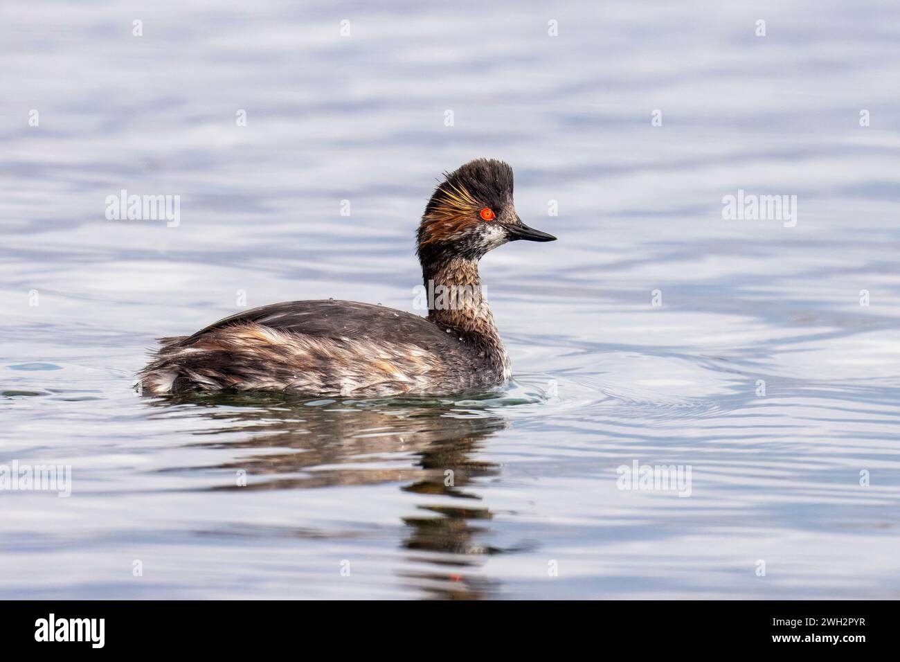 Grebe dal collo nero, Podiceps nigricollis, nuoto nelle acque, riserva naturale Isola della Cona, Italia Foto Stock