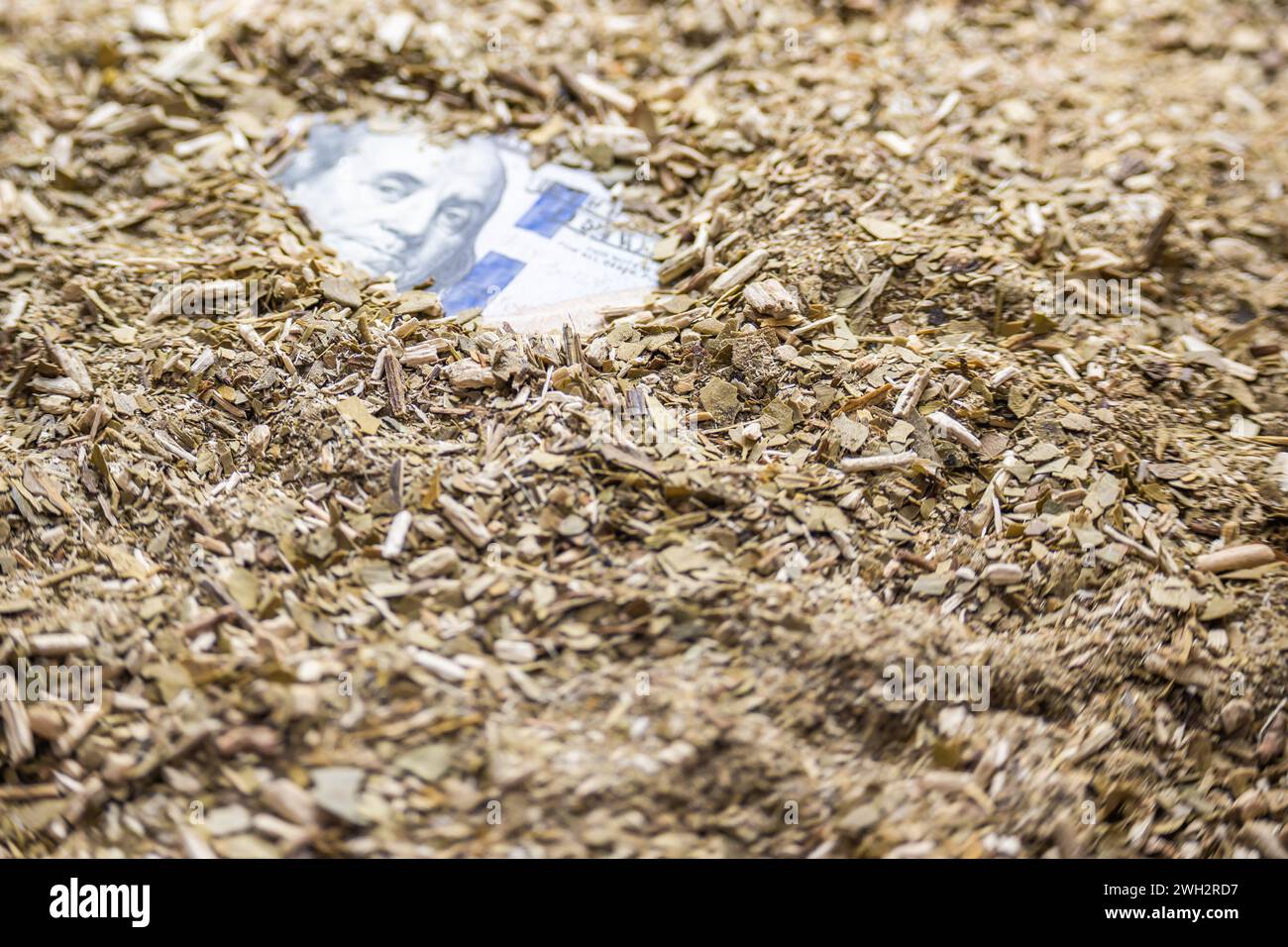 Faccia della banconota da cento dollari che sbuca da un mucchio di yerba mate. Foto Stock
