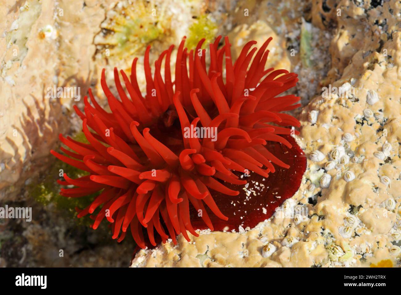 Beadlet Sea Anemone (Actinia equina) in una piscina rocciosa poco profonda con tentacoli aperti, Isola di Harris, Ebridi esterne, Scozia, maggio Foto Stock