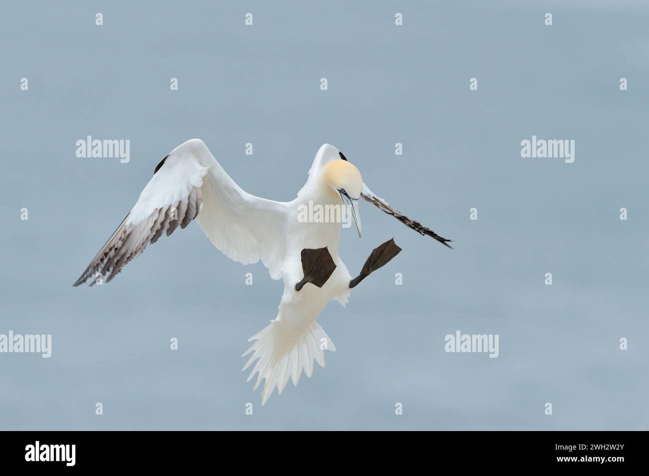 Gannet (Morus bassana) adulto in procinto di atterrare sul nido presso la colonia di riproduzione di Bass Rock, Firth of Forth, Scozia, luglio. Foto Stock