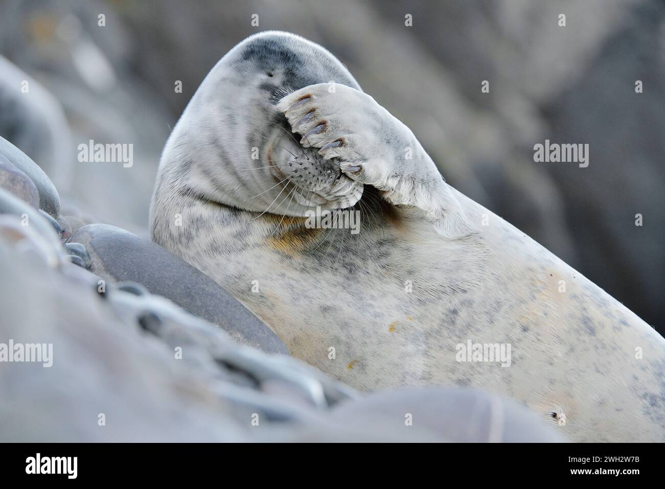Foca grigia (Halichoerus grypus), cucciolo svezzato fotografato da un angolo basso sulla costa rocciosa della colonia di riproduzione, St Abbs Head. Foto Stock