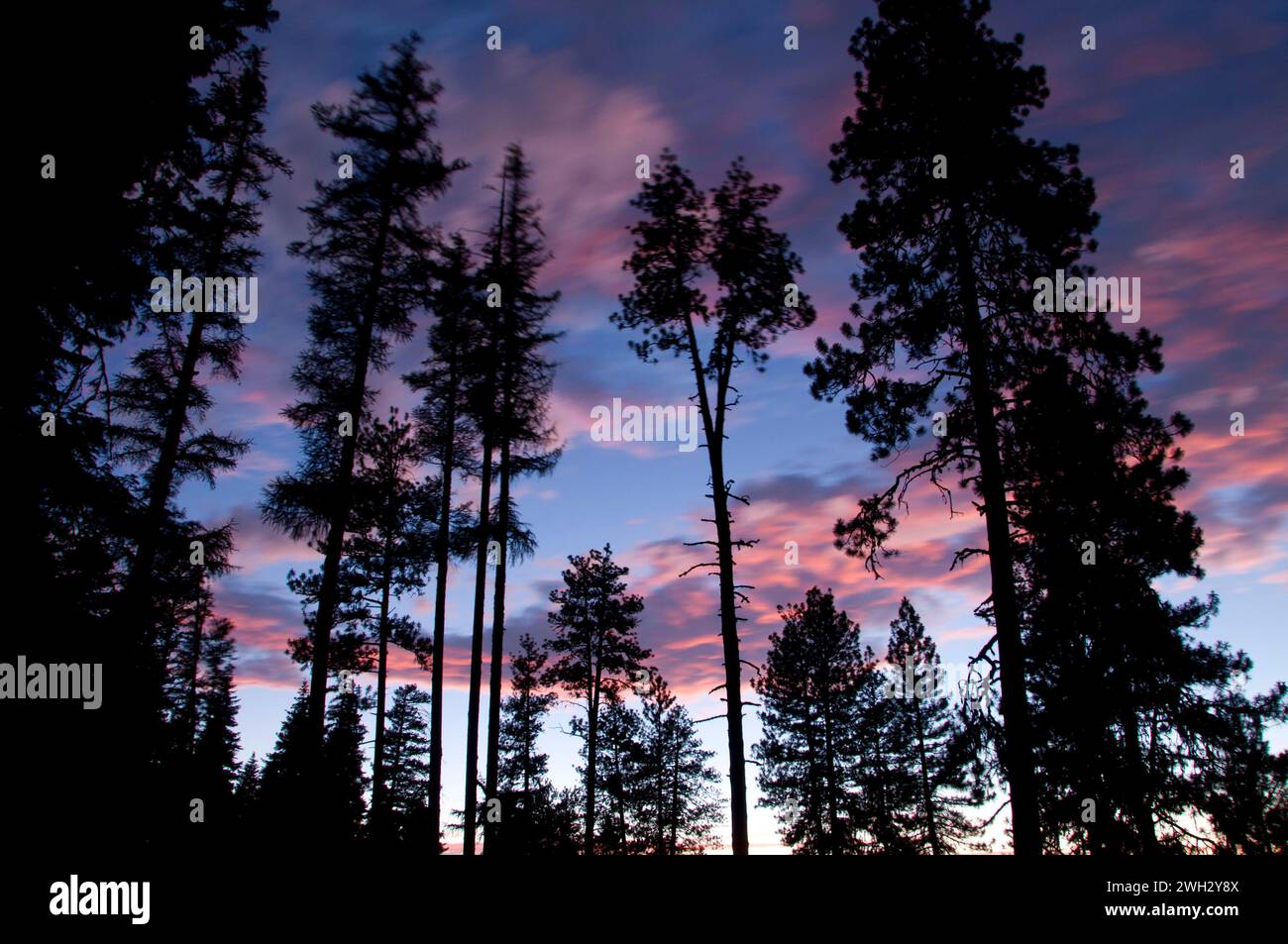 Tramonto sul pino, Blue Mountain National Scenic Byway, Umatilla National Forest, Oregon Foto Stock