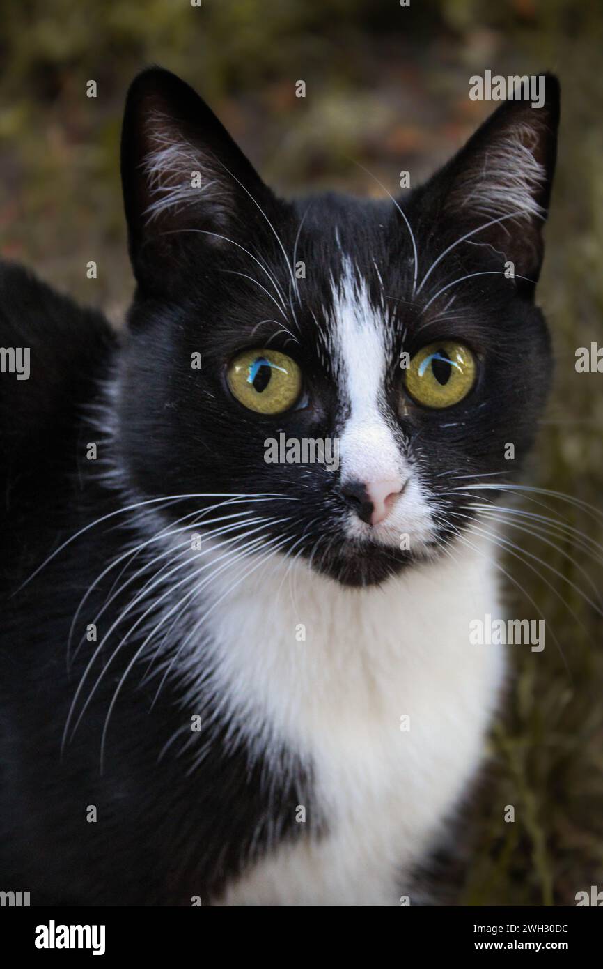 Gatto randagio Foto Stock