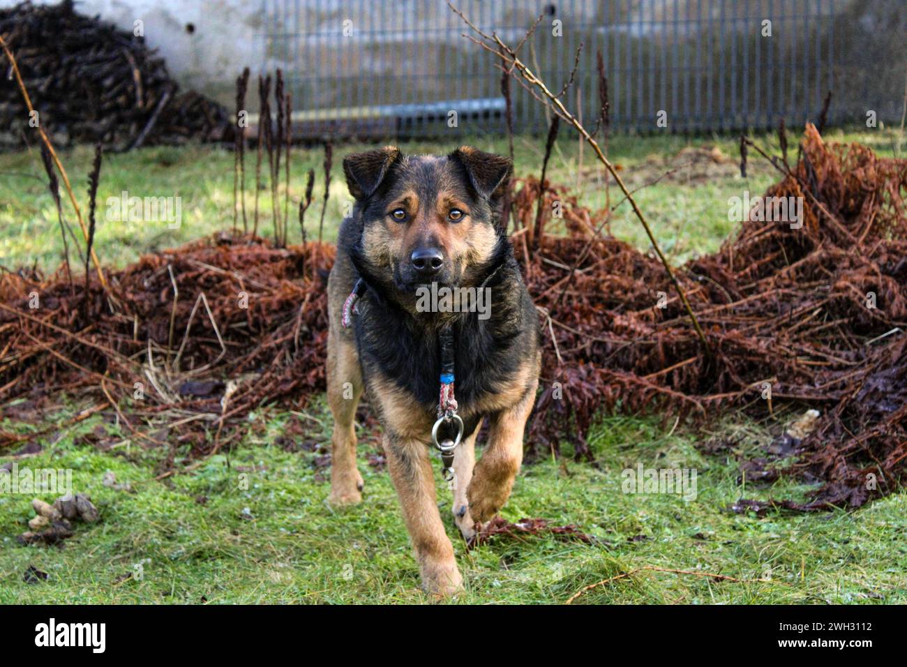 Cane smarrito Foto Stock