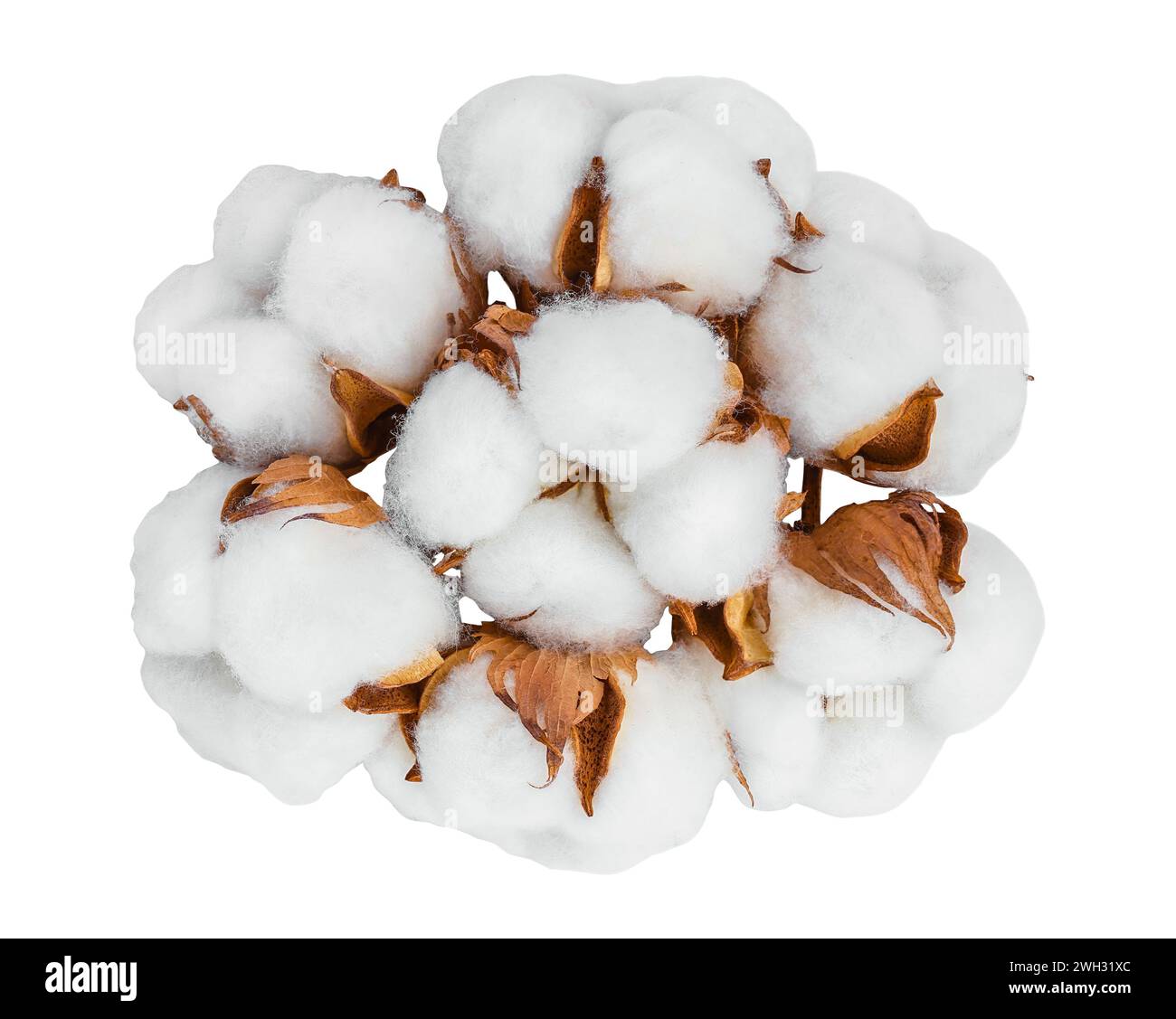 Fiore di pianta di cotone isolato su fondo bianco con profondità di campo piena. Vista dall'alto. Giacitura piatta Foto Stock