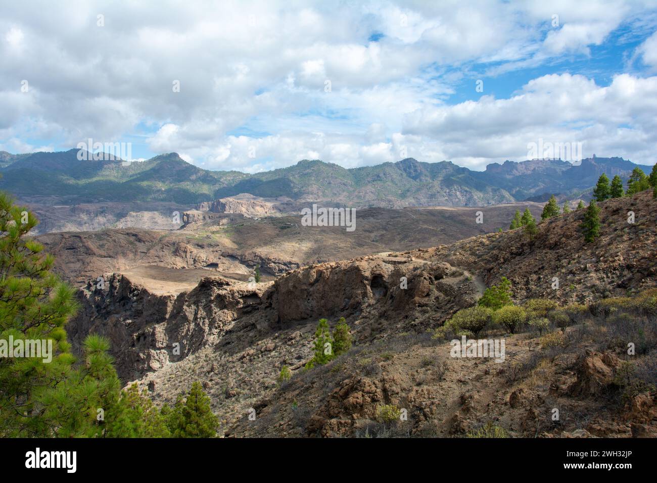 Pino delle Canarie ( Pinus canariensis ) su una montagna sull'isola di Gran Canaria in Spagna Foto Stock