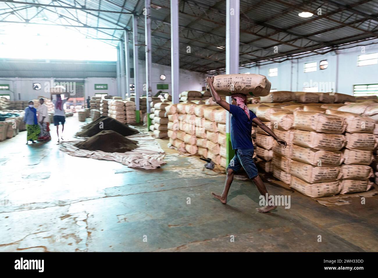 Un lavoratore indiano che porta un grande sacco pesante di foglie di tè lavorate sulla testa all'interno di una storica fabbrica di tè nella regione dell'Assam, India. Foto Stock